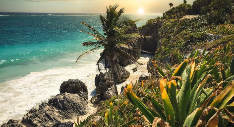 green palm tree near body of water