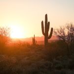 silhouette of cactus