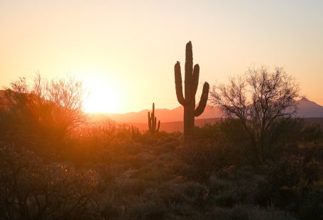 silhouette of cactus