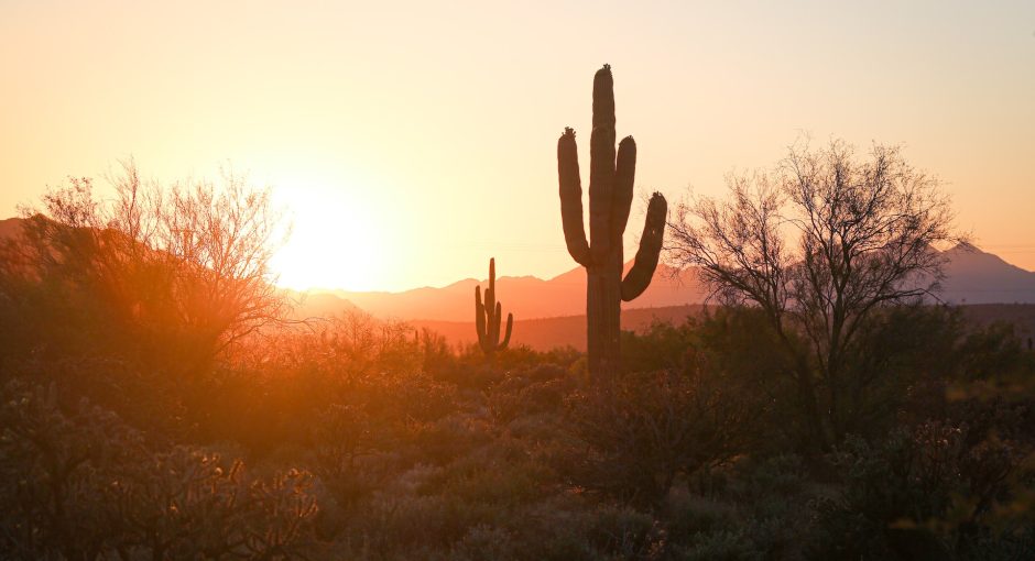 silhouette of cactus